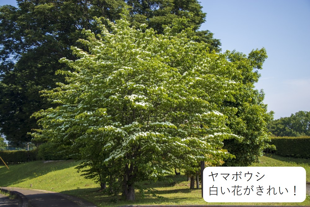 シンボルツリー　ヤマボウシ　参考画像